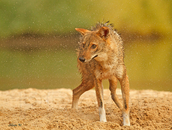 Golden Jackal