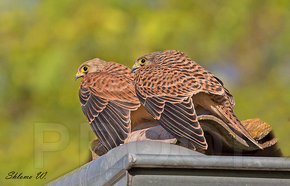 Pair of juveniles of Lesser Kestrel