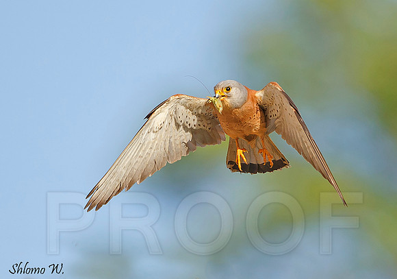 Lesser Kestrel
