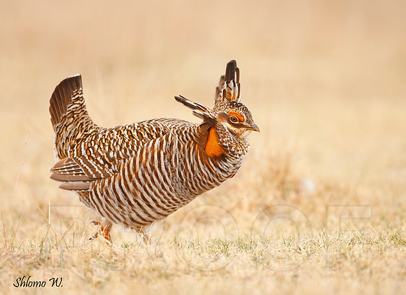 Greater Prairie Chicken