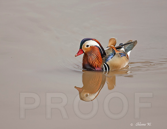 Mandarin Duck