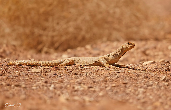 Egyptian spiny-tailed lizard