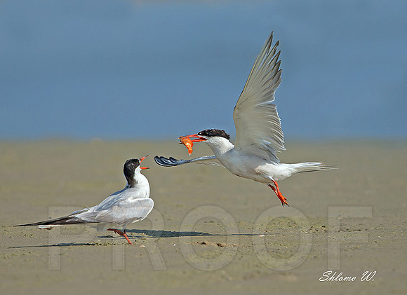 Common Tern