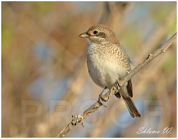 Red backed Shrike