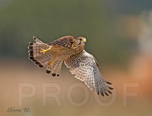 Commom Kestrel