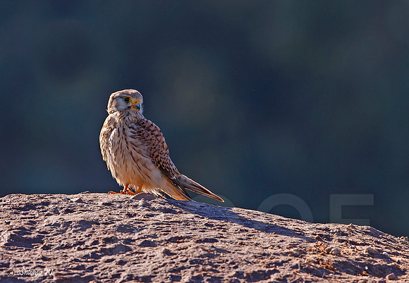 Common Kestrel