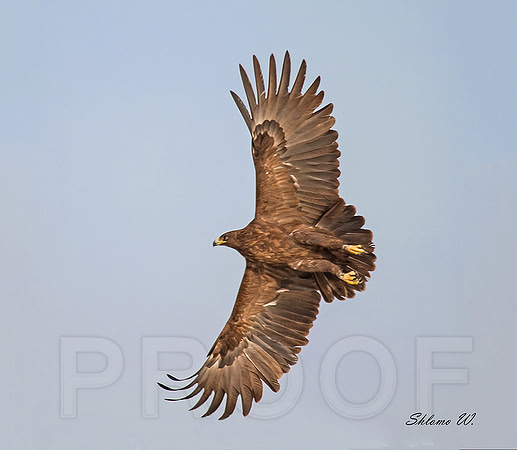 Spotted Eagle