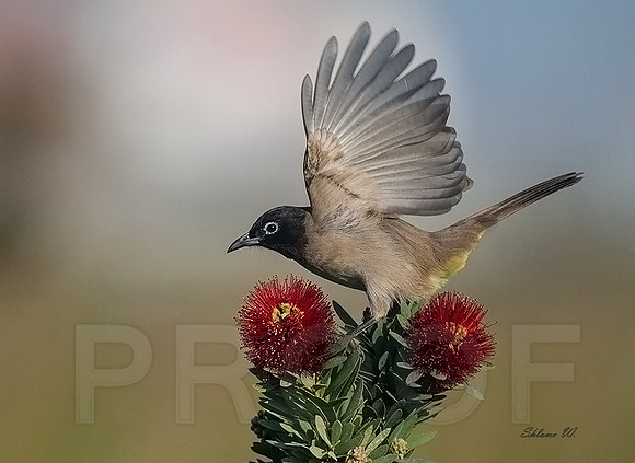Bulbul