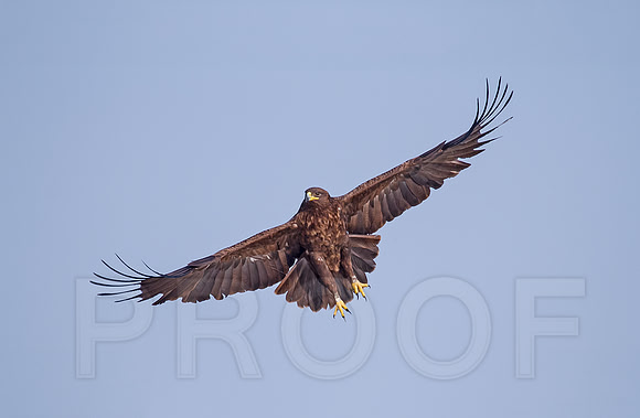 Spotted Eagle