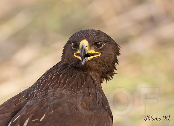 Spotted Eagle