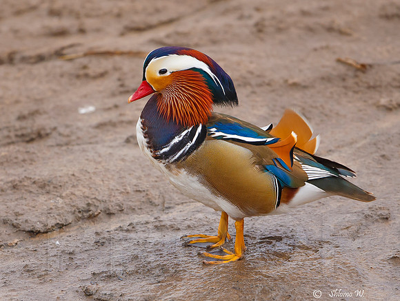 Mandarin Duck