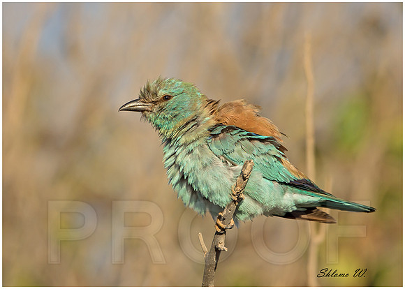 Roller