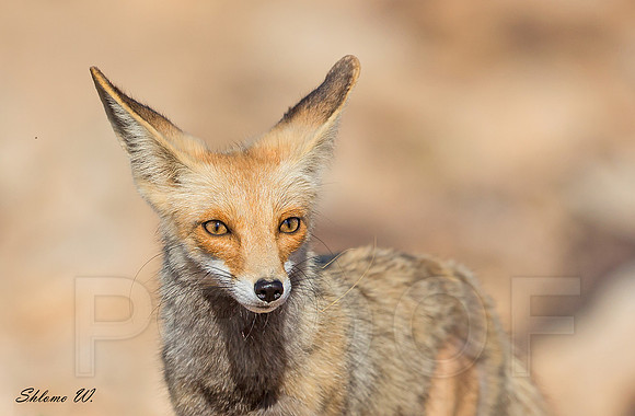 Fox