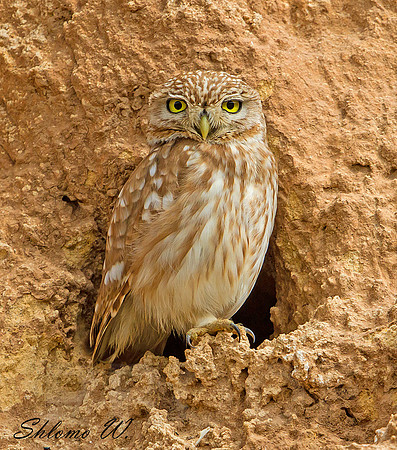 Little Owl
