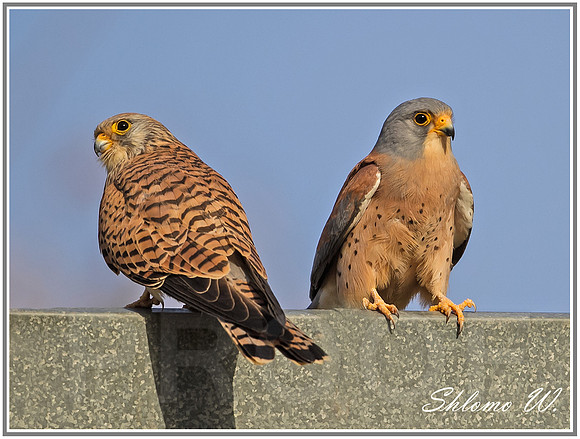 Lesser Kestrel-Pair, Male+Female