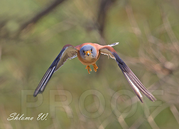 Lesser Kestrel