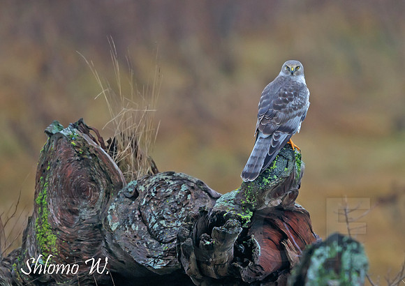 Northern Harrier