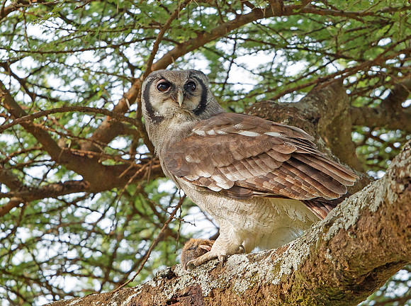 Giant Eagle Owl