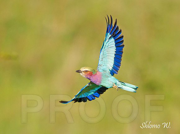 Lilac Roller