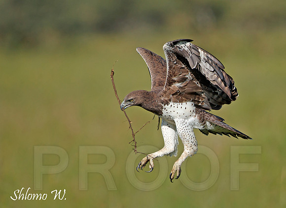 Martial Eagle