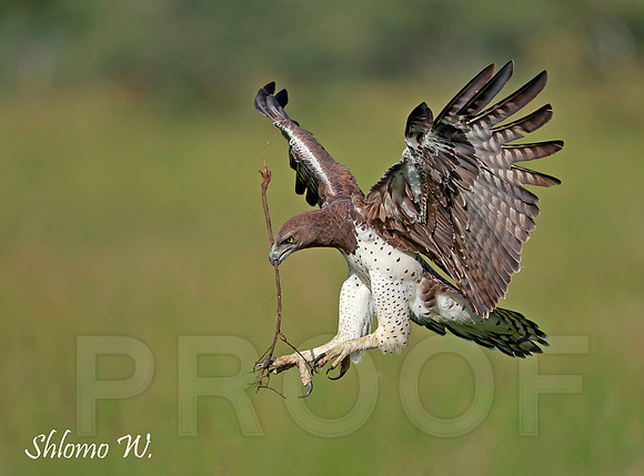 Martial Eagle