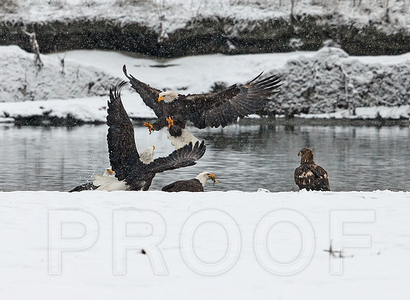 Bald Eagle