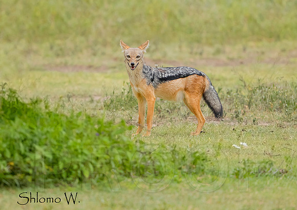 Black backed Jackal