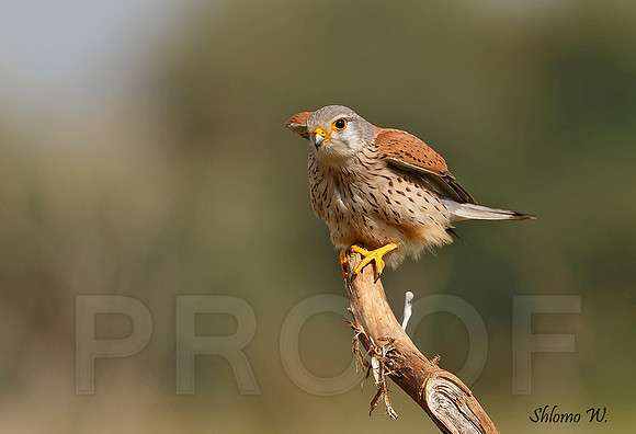 Common Kestrel