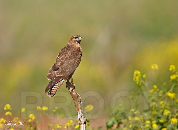 Common Buzzard
