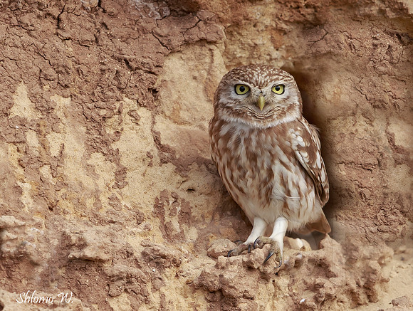 Little Owl