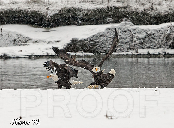 Bald Eagle