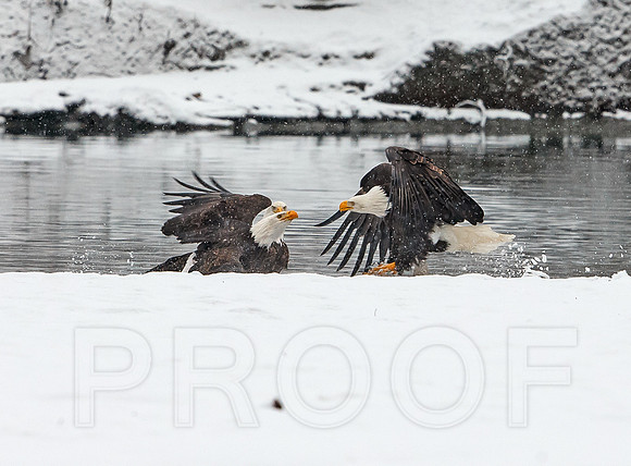 Bald Eagle