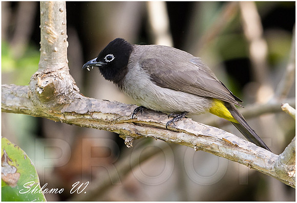 BULBUL