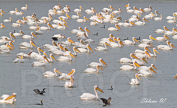 White Pelicans