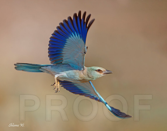 European Roller.