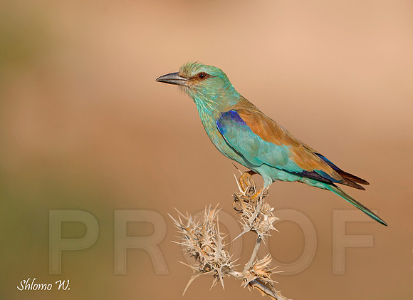 European Roller.