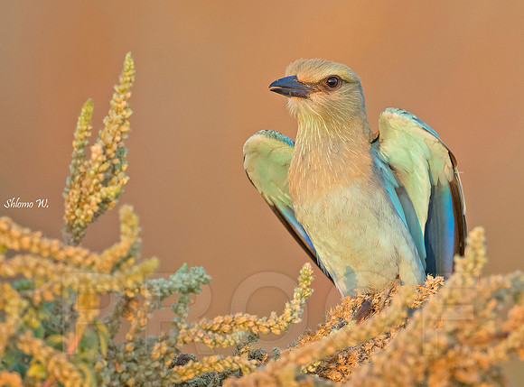 Roller in planning to takeoff