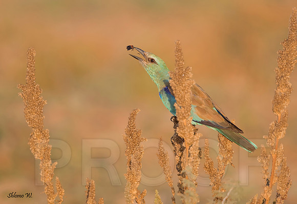 European Roller with food