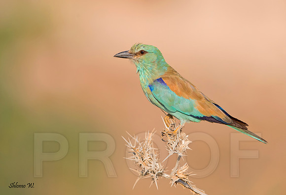 European Roller.