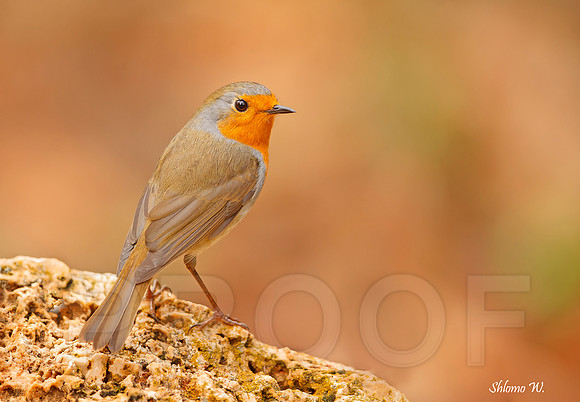 European Robin