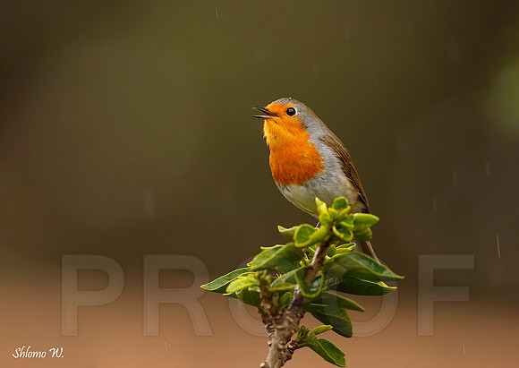 European Robin