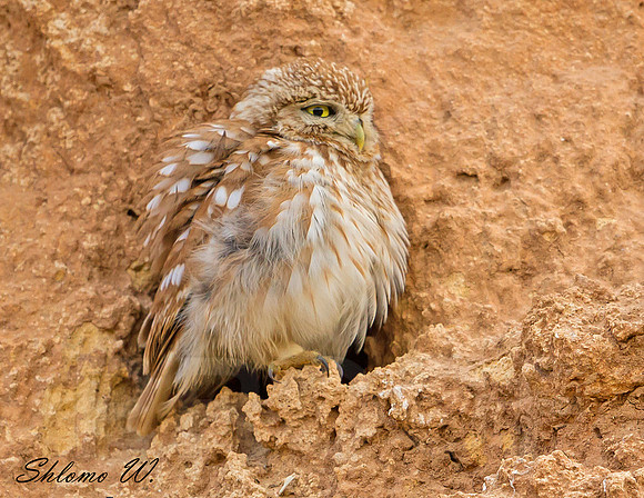 Little Owl