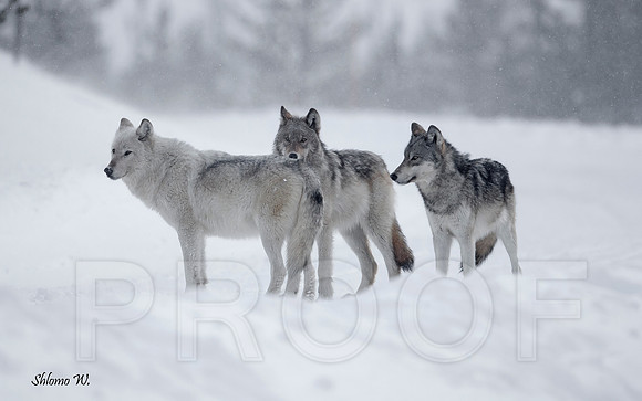 Wolves in a snowing weather