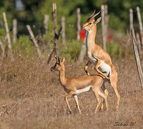 Love of Gazelle's
