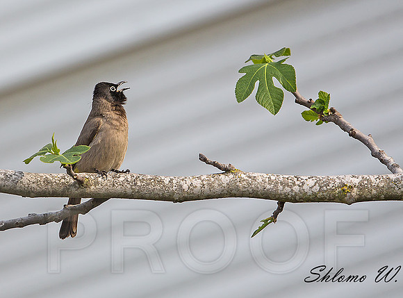 BULBUL