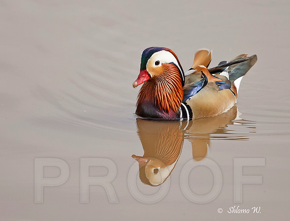 Mandarin Duck
