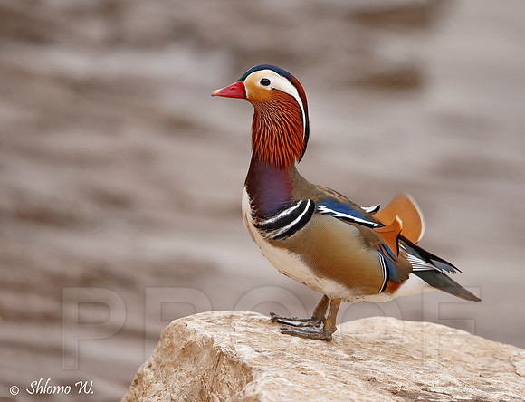Mandarin Duck