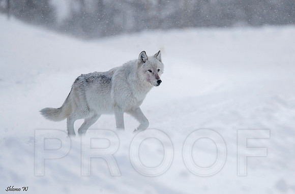 Wolf - Alpha Female