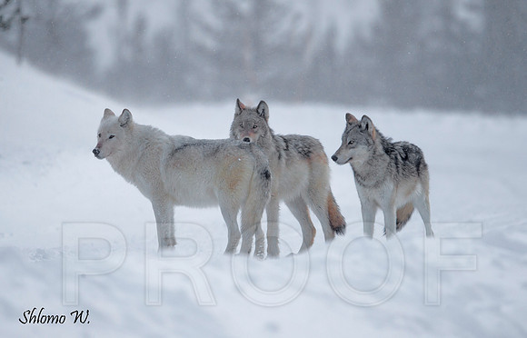 Wolves