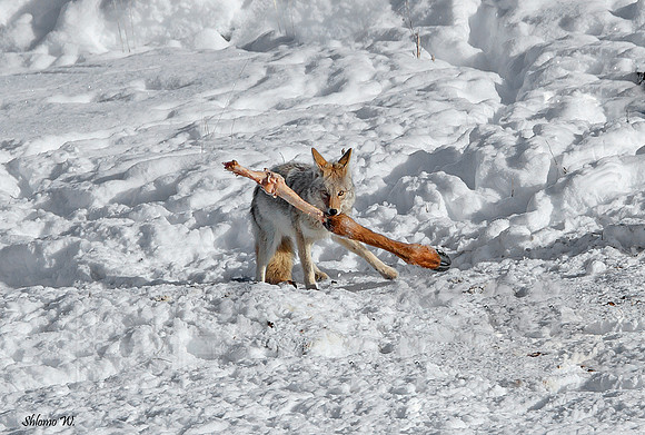 Coyote